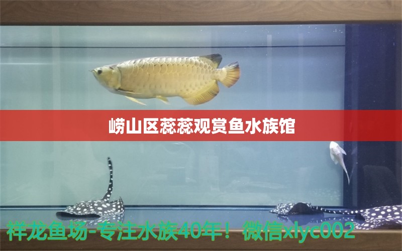 崂山区蕊蕊观赏鱼水族馆