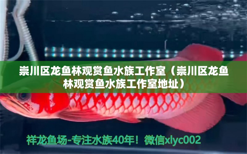 崇川区龙鱼林观赏鱼水族工作室（崇川区龙鱼林观赏鱼水族工作室地址）