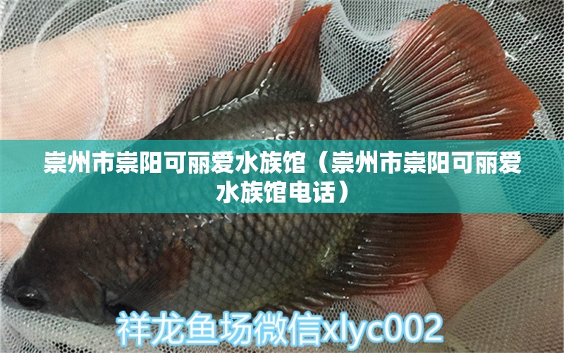 崇州市崇阳可丽爱水族馆（崇州市崇阳可丽爱水族馆电话） 全国水族馆企业名录