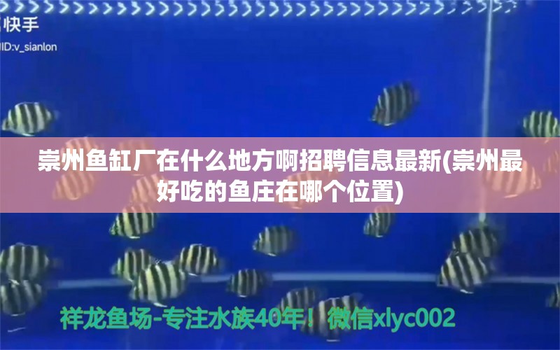 崇州鱼缸厂在什么地方啊招聘信息最新(崇州最好吃的鱼庄在哪个位置) 黑白双星鱼