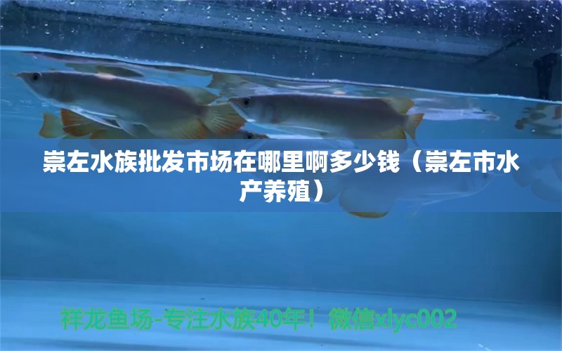 崇左水族批发市场在哪里啊多少钱（崇左市水产养殖）