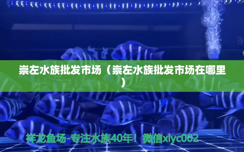 崇左水族批发市场（崇左水族批发市场在哪里） 观赏鱼水族批发市场