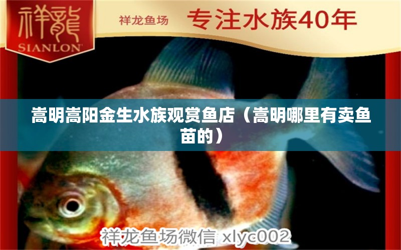 嵩明嵩阳金生水族观赏鱼店（嵩明哪里有卖鱼苗的）