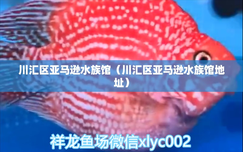 川汇区亚马逊水族馆（川汇区亚马逊水族馆地址）