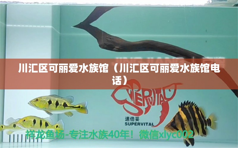 川汇区可丽爱水族馆（川汇区可丽爱水族馆电话）