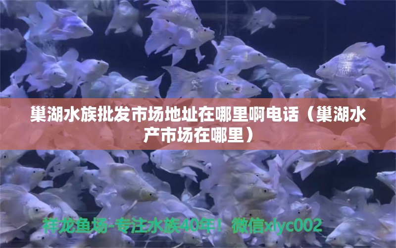 巢湖水族批发市场地址在哪里啊电话（巢湖水产市场在哪里）