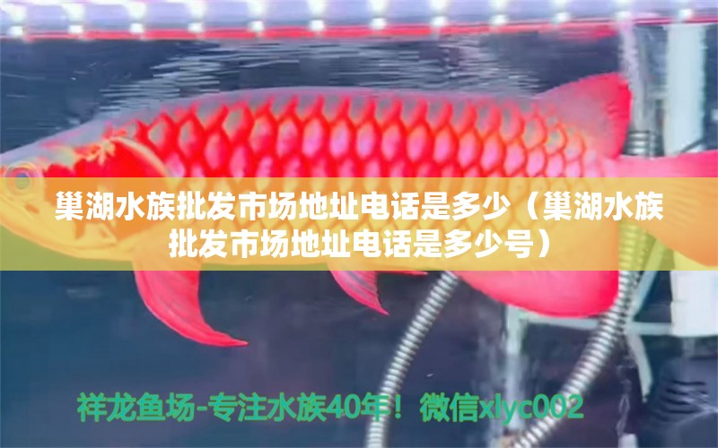 巢湖水族批发市场地址电话是多少（巢湖水族批发市场地址电话是多少号）