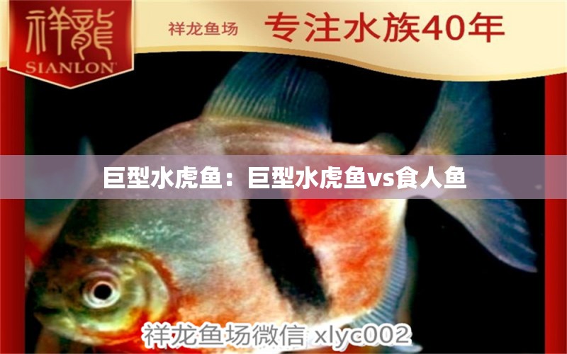 巨型水虎鱼：巨型水虎鱼vs食人鱼