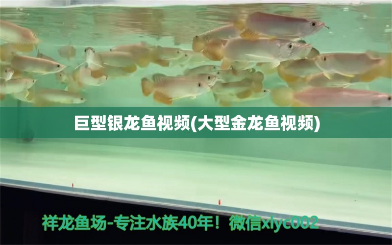 巨型银龙鱼视频(大型金龙鱼视频) 银龙鱼