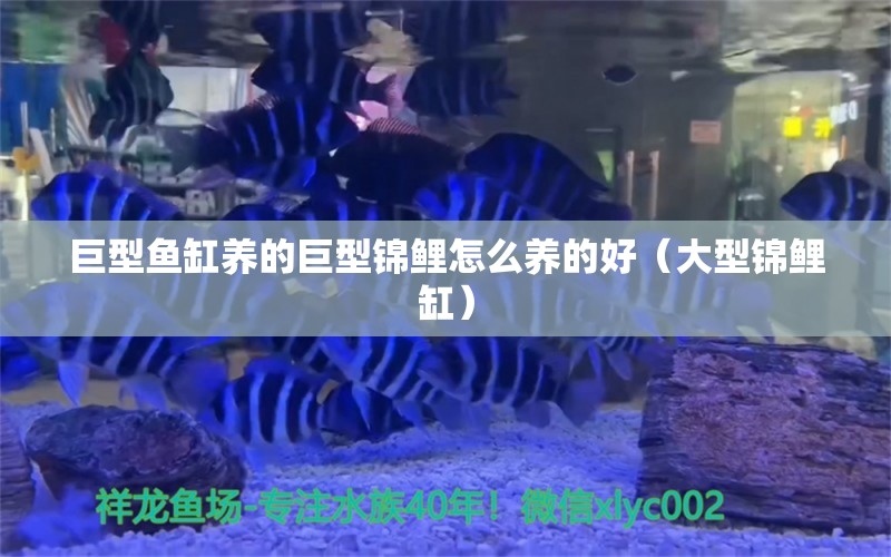 巨型鱼缸养的巨型锦鲤怎么养的好（大型锦鲤缸） 广州观赏鱼批发市场