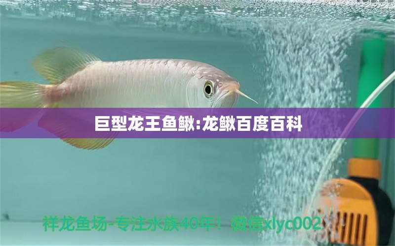 巨型龙王鱼鳅:龙鳅百度百科