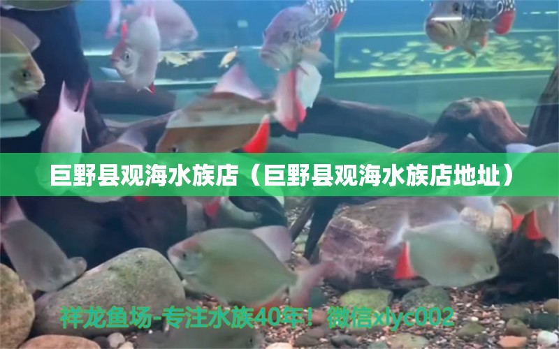 巨野县观海水族店（巨野县观海水族店地址）