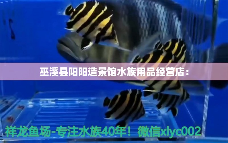 巫溪县阳阳造景馆水族用品经营店： 水族用品