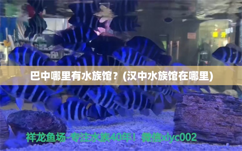 巴中哪里有水族馆？(汉中水族馆在哪里) 照明器材