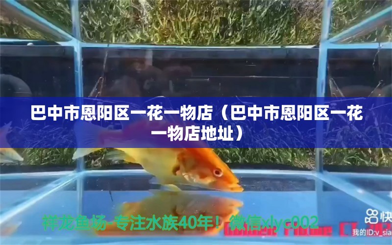 巴中市恩阳区一花一物店（巴中市恩阳区一花一物店地址） 全国水族馆企业名录