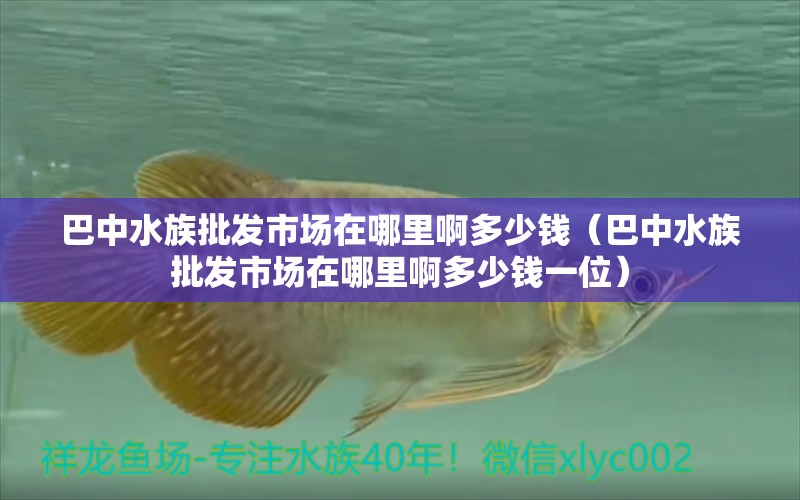 巴中水族批发市场在哪里啊多少钱（巴中水族批发市场在哪里啊多少钱一位） 观赏鱼水族批发市场