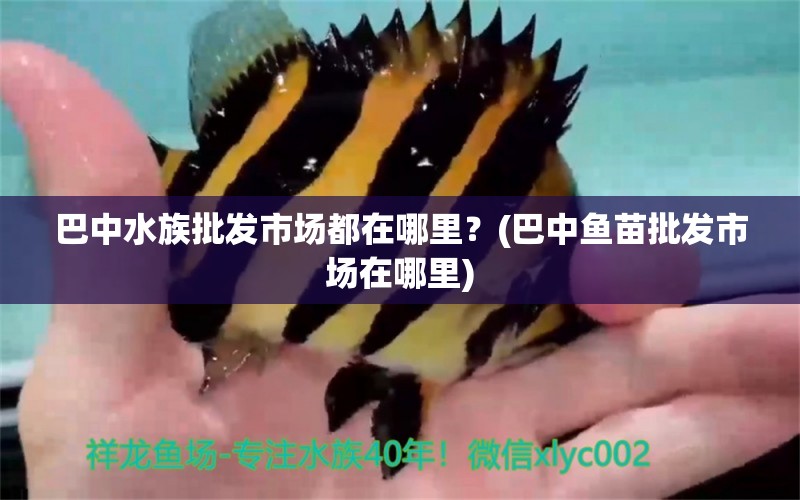 巴中水族批发市场都在哪里？(巴中鱼苗批发市场在哪里) 观赏鱼水族批发市场