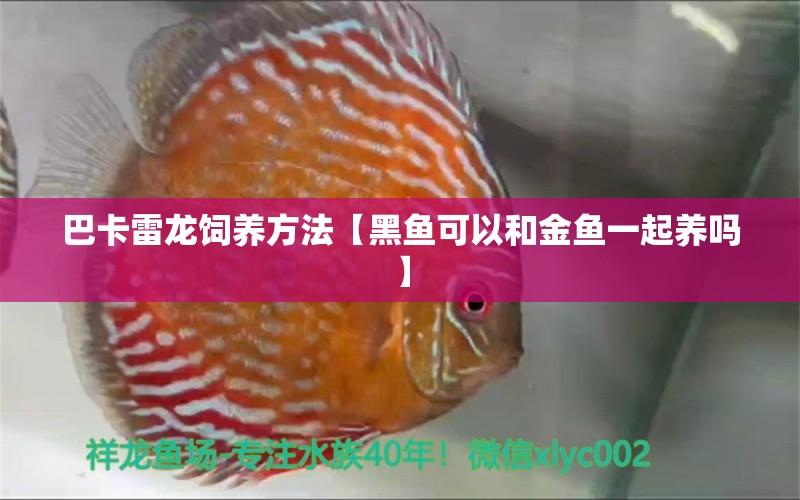 巴卡雷龙饲养方法【黑鱼可以和金鱼一起养吗】