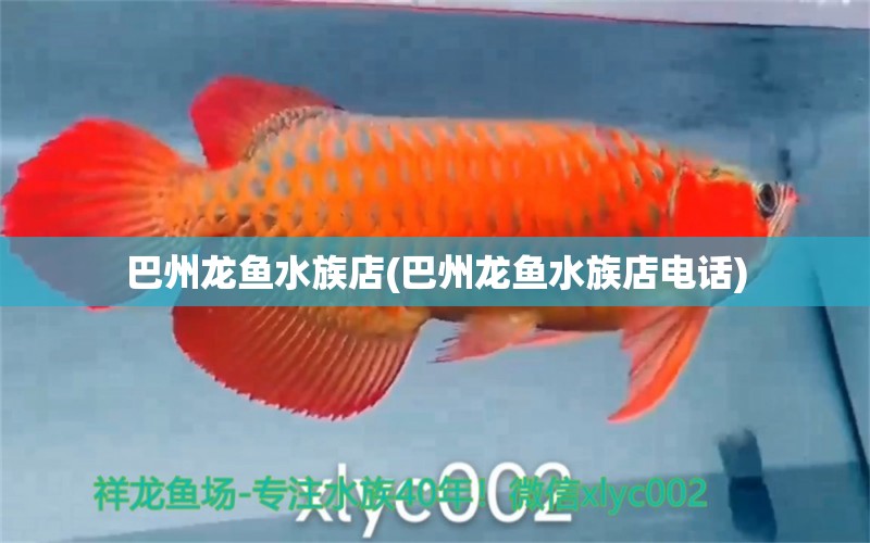 巴州龙鱼水族店(巴州龙鱼水族店电话)