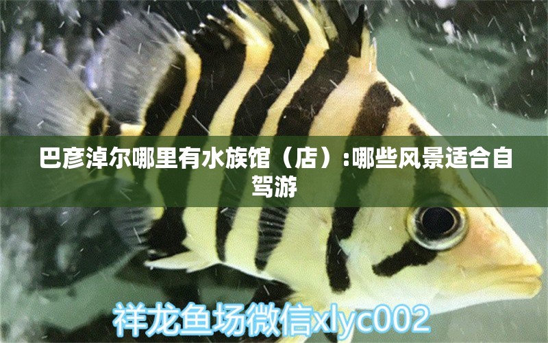 巴彦淖尔哪里有水族馆（店）:哪些风景适合自驾游