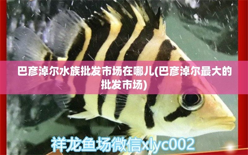 巴彦淖尔水族批发市场在哪儿(巴彦淖尔最大的批发市场)