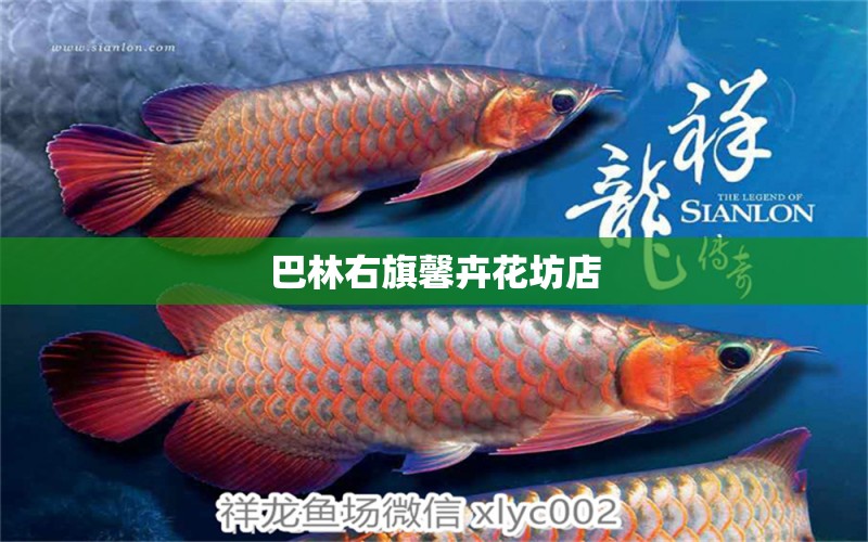 巴林右旗馨卉花坊店 全国水族馆企业名录