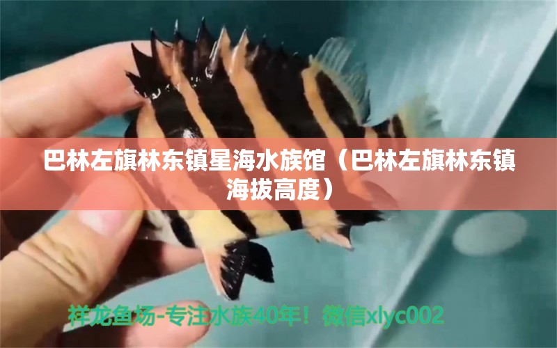 巴林左旗林东镇星海水族馆（巴林左旗林东镇海拔高度） 全国水族馆企业名录