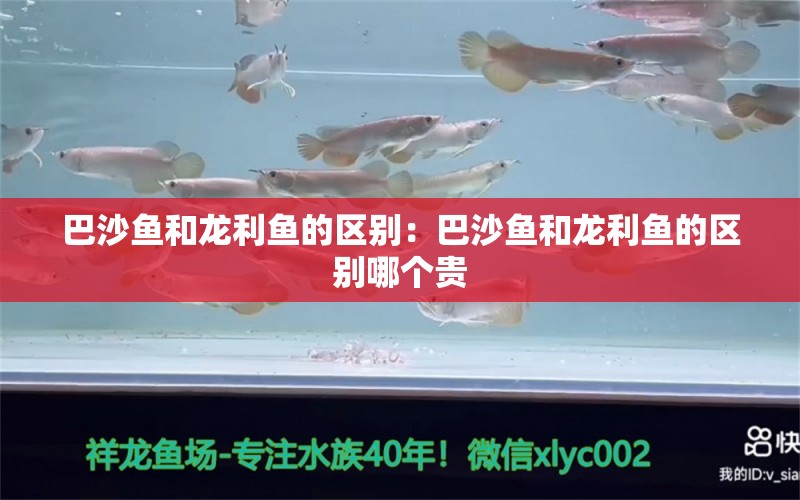 巴沙鱼和龙利鱼的区别：巴沙鱼和龙利鱼的区别哪个贵