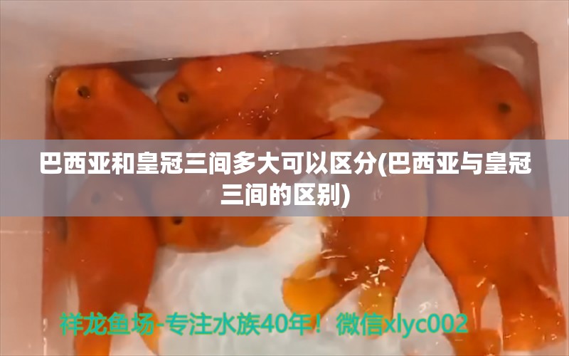 巴西亚和皇冠三间多大可以区分(巴西亚与皇冠三间的区别)