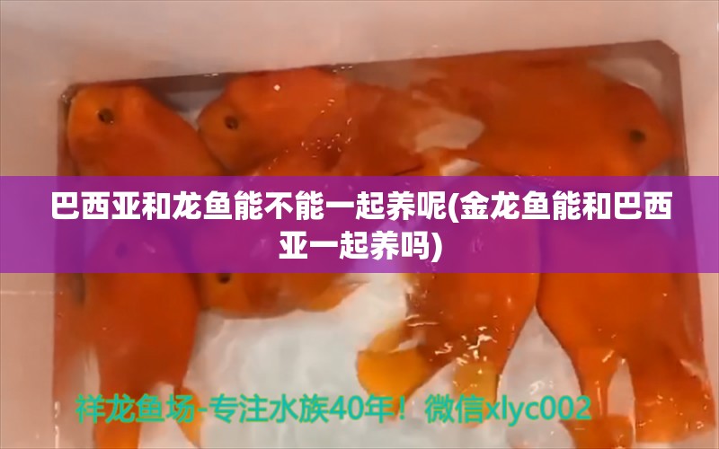 巴西亚和龙鱼能不能一起养呢(金龙鱼能和巴西亚一起养吗) 巴西亚鱼