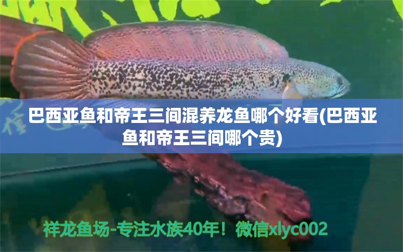 巴西亚鱼和帝王三间混养龙鱼哪个好看(巴西亚鱼和帝王三间哪个贵) 巴西亚鱼