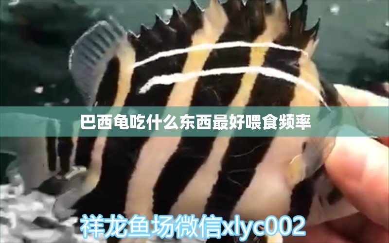 巴西龟吃什么东西最好喂食频率 白子银版鱼苗 第2张