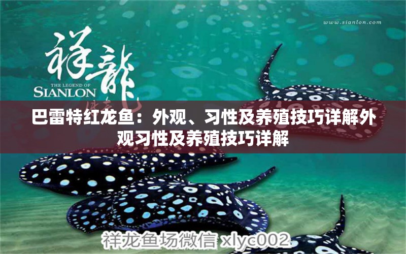 巴雷特红龙鱼：外观、习性及养殖技巧详解外观习性及养殖技巧详解 黄金达摩鱼