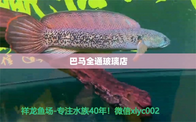 巴马全通玻璃店 全国水族馆企业名录