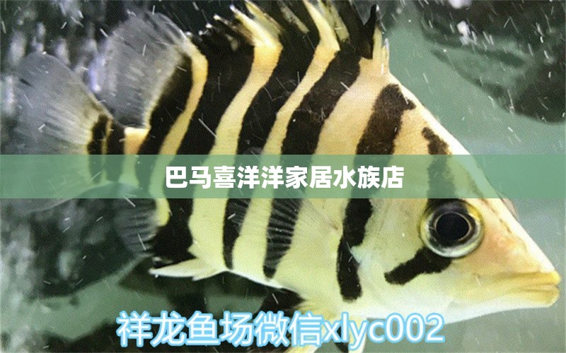 巴马喜洋洋家居水族店