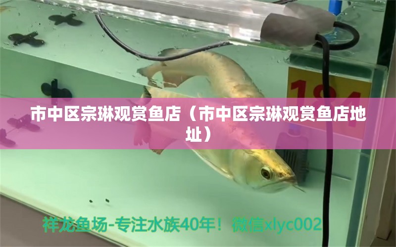 市中区宗琳观赏鱼店（市中区宗琳观赏鱼店地址） 全国水族馆企业名录