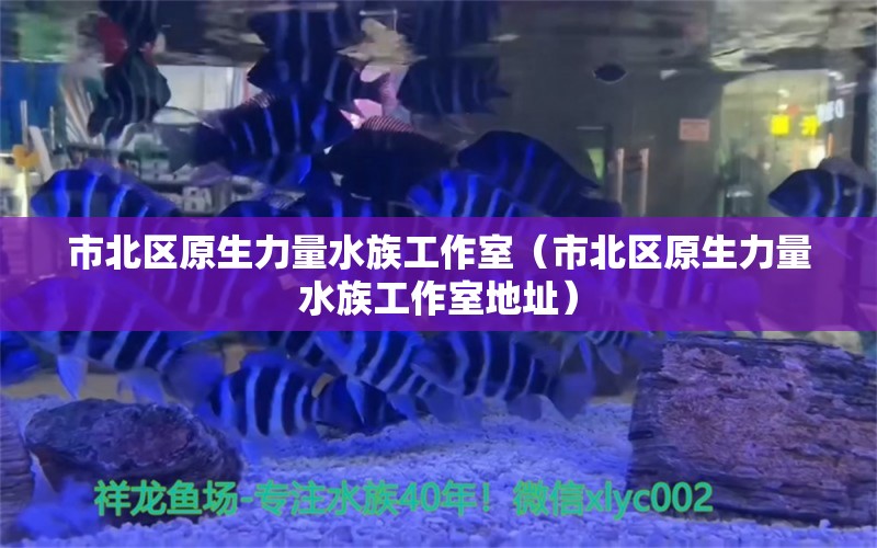 市北区原生力量水族工作室（市北区原生力量水族工作室地址）