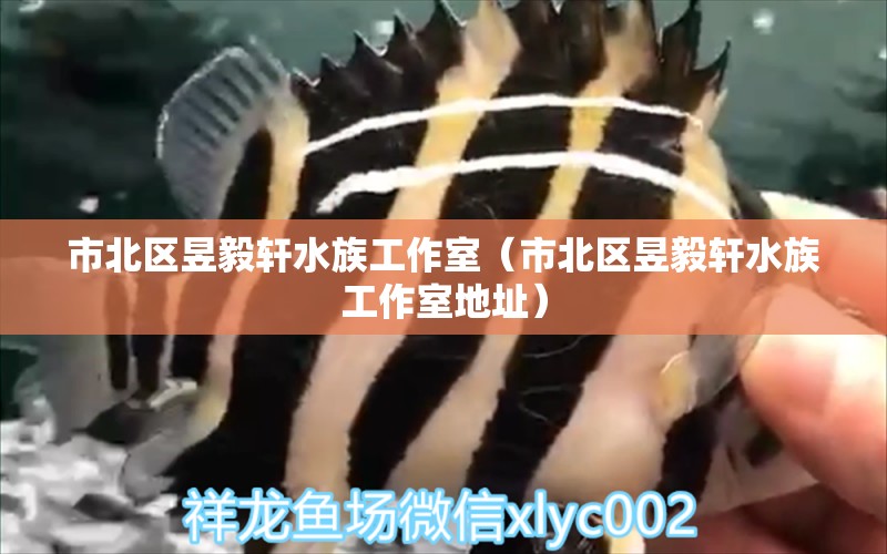 市北区昱毅轩水族工作室（市北区昱毅轩水族工作室地址） 全国水族馆企业名录