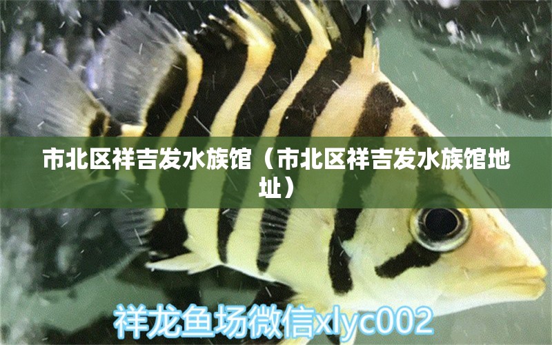 市北区祥吉发水族馆（市北区祥吉发水族馆地址） 全国水族馆企业名录