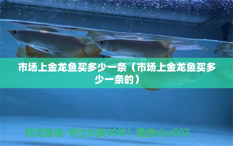 市场上金龙鱼买多少一条（市场上金龙鱼买多少一条的） 广州龙鱼批发市场