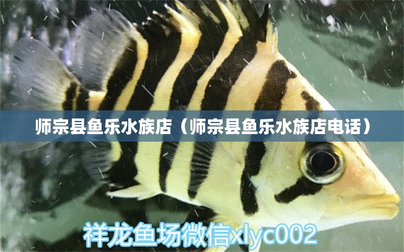 师宗县鱼乐水族店（师宗县鱼乐水族店电话）