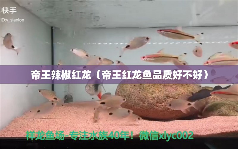 帝王辣椒红龙（帝王红龙鱼品质好不好） 银龙鱼