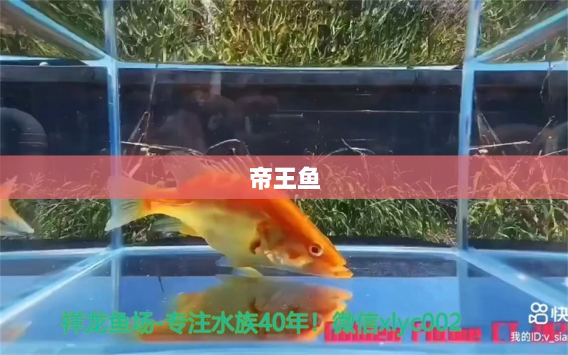 帝王鱼