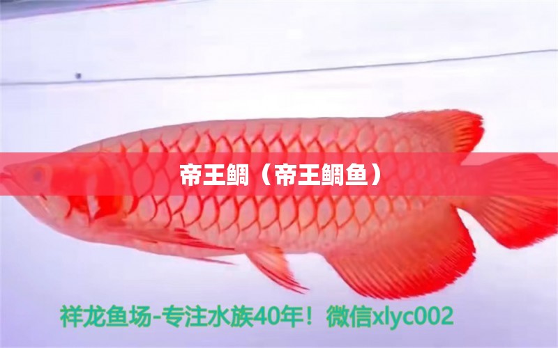 帝王鲷（帝王鲷鱼）