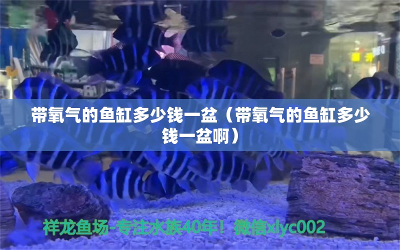 带氧气的鱼缸多少钱一盆（带氧气的鱼缸多少钱一盆啊） 黄金斑马鱼