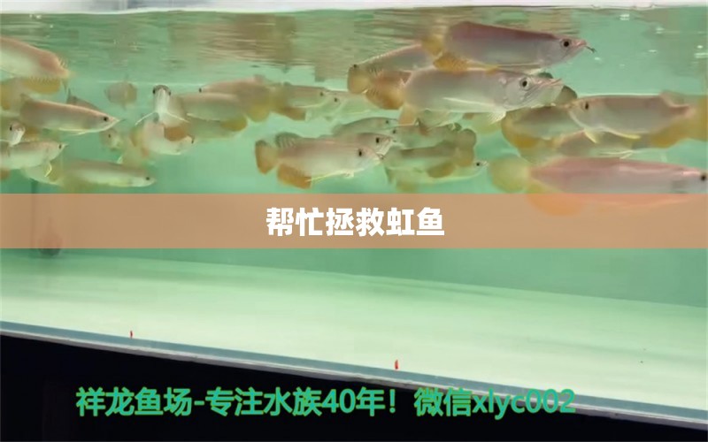 帮忙拯救虹鱼