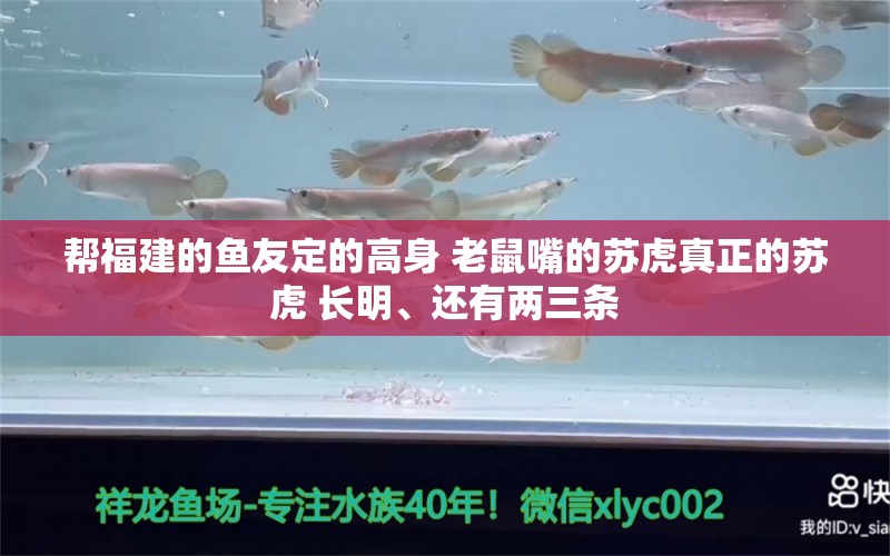 帮福建的鱼友定的高身 老鼠嘴的苏虎真正的苏虎 长明、还有两三条