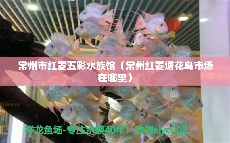 常州市红菱五彩水族馆（常州红菱塘花鸟市场在哪里） 全国水族馆企业名录