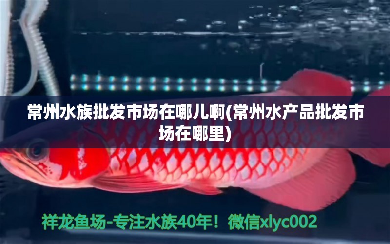 常州水族批发市场在哪儿啊(常州水产品批发市场在哪里) 观赏鱼水族批发市场