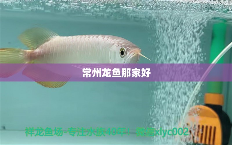 常州龙鱼那家好 水族问答 第2张